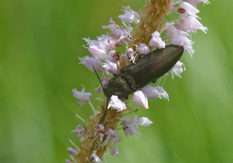 Rhoen-Ctenicera cf. pectinicornis_2030_1