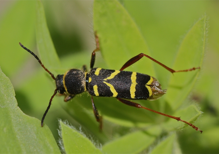 Rhoen-Echter Widderbock (Clytus arietis)_6838_1