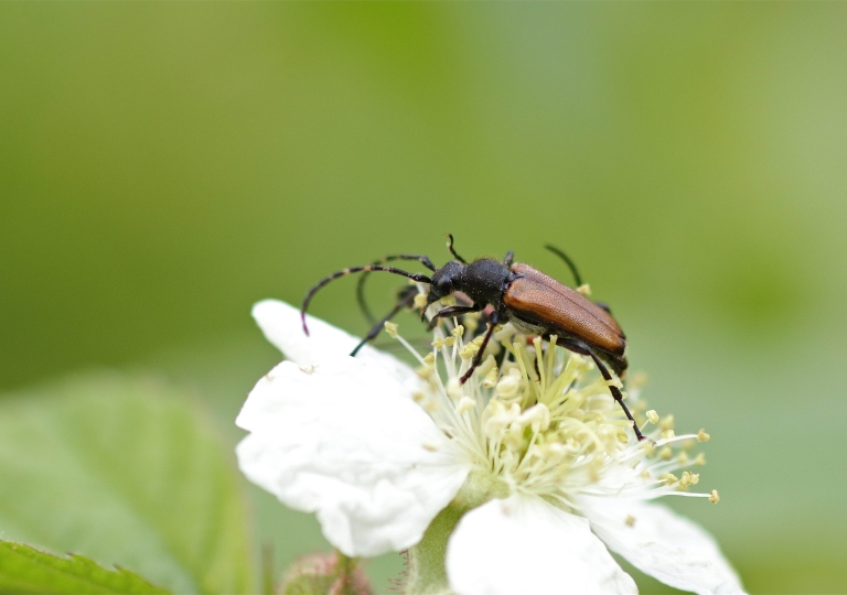 Rhoen-Fleckenhörniger Halsbock (Paracorymbia maculicornis)_1060_1