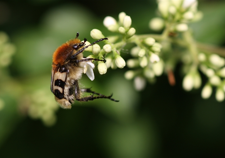 Rhoen-Gebänderter Pinselkäfer (Trichius fasciatus)_3462.jpg_1