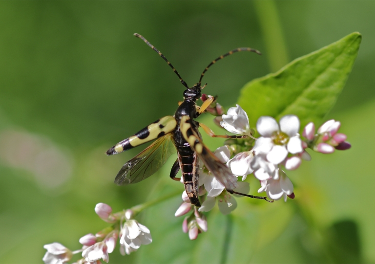 Rhoen-Gefleckter Schmalbock Leptura maculata 2284_1