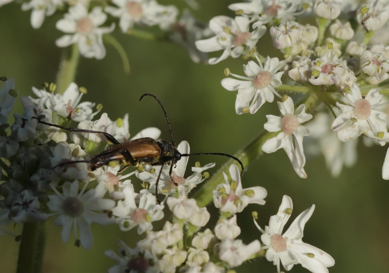 Rhoen-Gemeiner Bienenkäfer (Trichodes apiarius) 7402_1