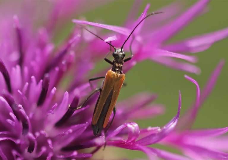 Rhoen-Gemeiner Scheinbockkäfer (Oedemera femorata) 4188_1