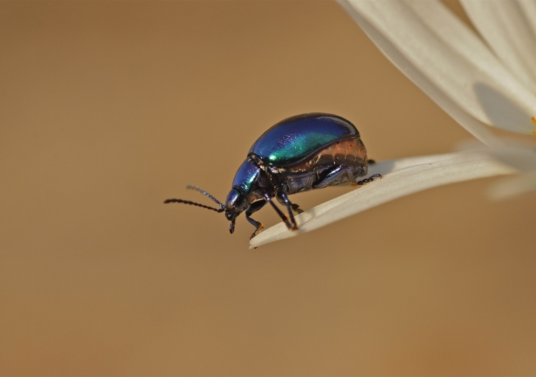 Rhoen-Himmelblaue Blattkäfer (Chrysolina coerulans)_4866_1