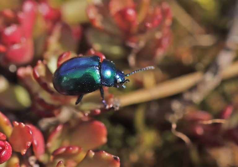 Rhoen-Himmelblauer Blattkäfer (Chrysolina coerulans)_4255_1