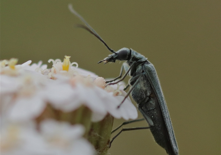 Rhoen-Käfer-Gattung Oedemera_3370_1