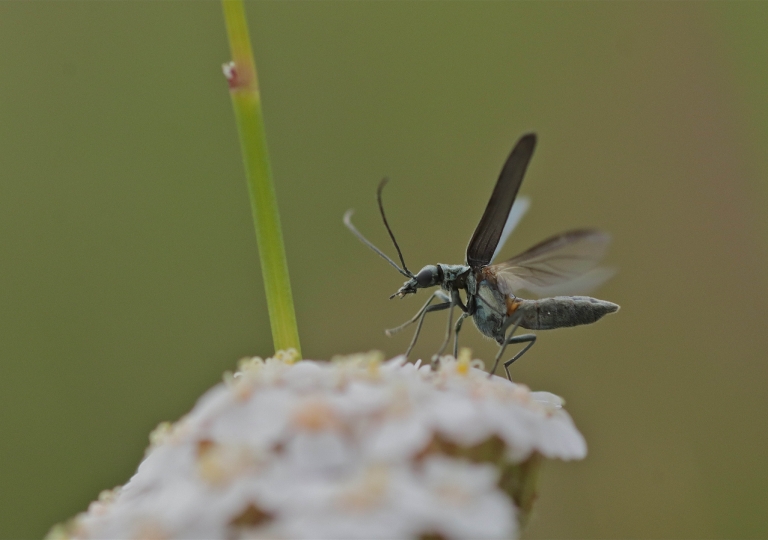 Rhoen-Käfer-Gattung Oedemera_3376_1