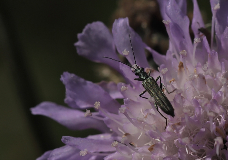 Rhoen-Käfer-Oedemera sp._4277_1