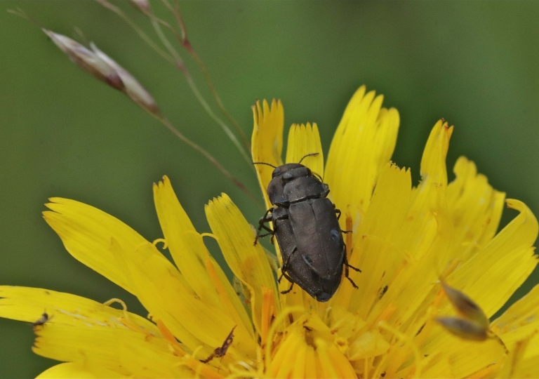 Rhoen-Käfer Anthaxia sp._8256_1