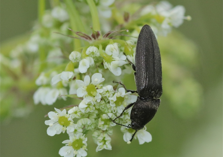 Rhoen-Käfer Cidnopus pilosus_3815_1