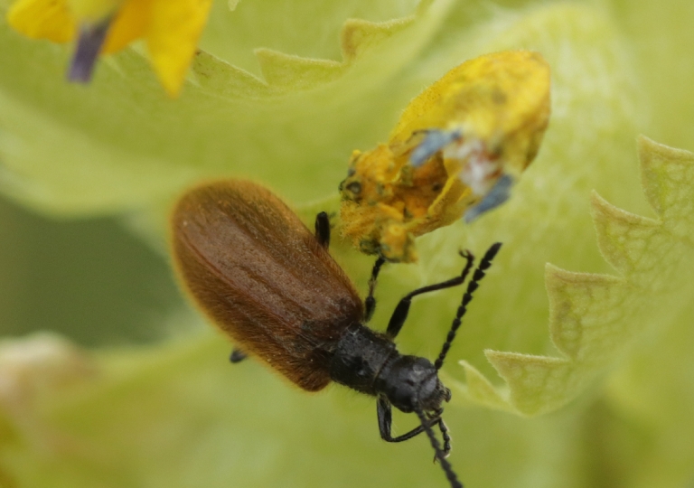 Rhoen-Käfer Lagria sp._8736_1