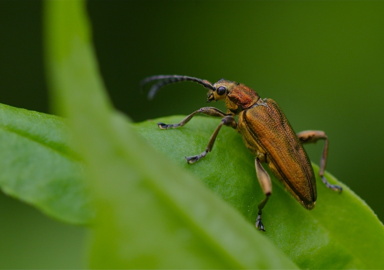 Rhoen-KEULENFÜSSIGER ROHRKÄFER (DONACIA MARGINATA)_6862_1