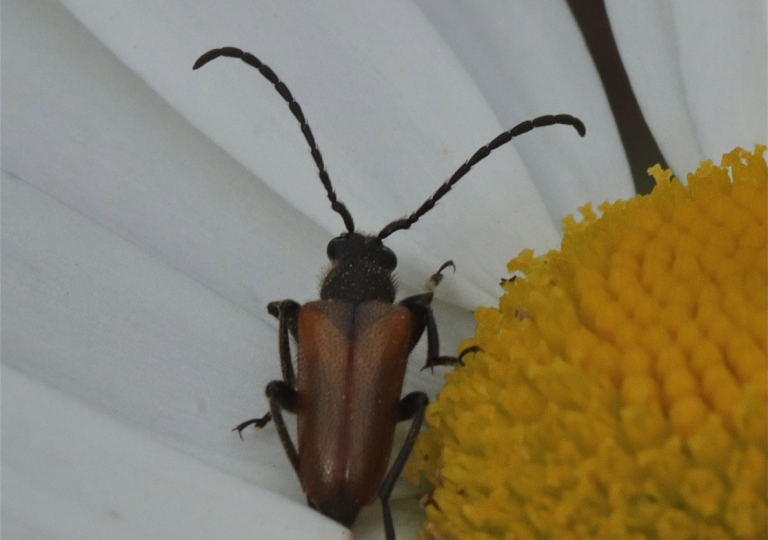 Rhoen-Kleiner Halsbock (Pseudovadonia livida)_3227_1