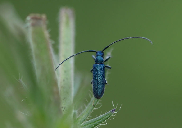Rhoen-Langhaarige Scheckhornbock (Agapanthia intermedia)_4129_1