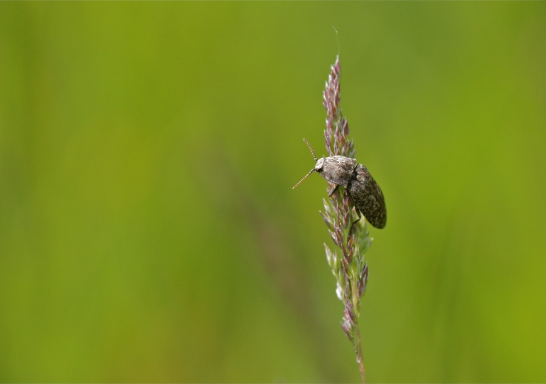 Rhoen-Mausgraue Schnellkäfer (Agrypnus murinus)_4577_1