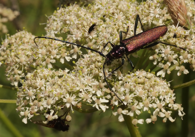 Rhoen-Moschusbock (Aromia moschata)_3243_1