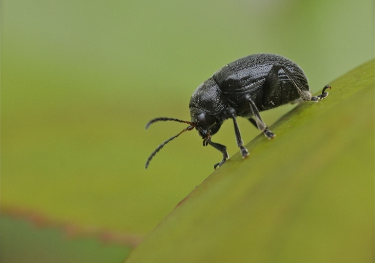 Rhoen-Rebenfallkäfer Bromius obscurus_4456_1