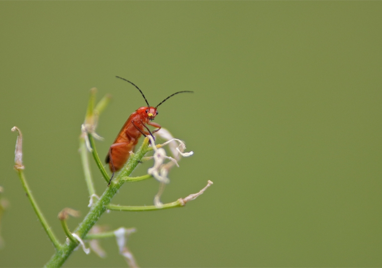 Rhoen-Rotgelber Weichkäfer_5851_1