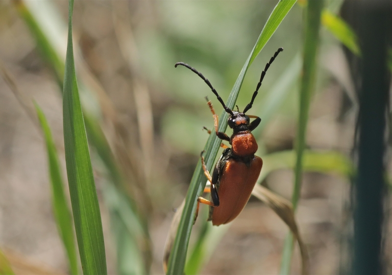 Käfer