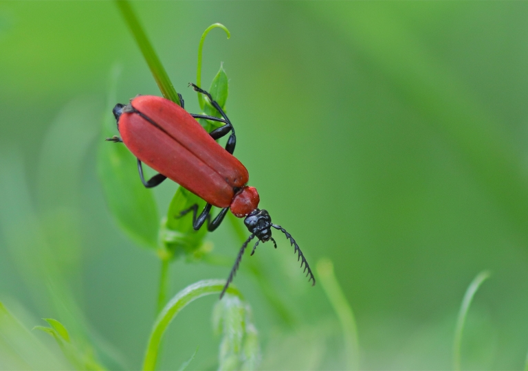 Rhoen-Scharlachrote Feuerkäfer Pyrochroa coccinea_1576_1