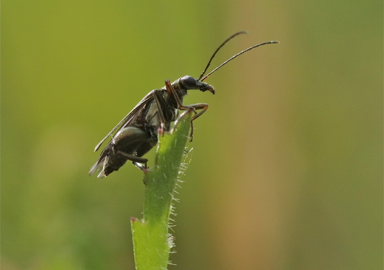 Rhoen-Scheinbockkäfer Oedemera flavipes_2886_1