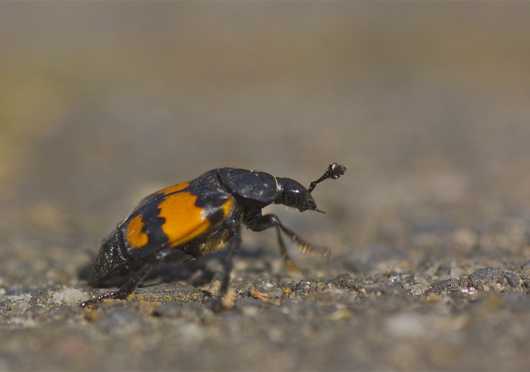 Rhoen-Schwarzfühleriger Totengräber (Necrophorus vespilloides) 5140_1