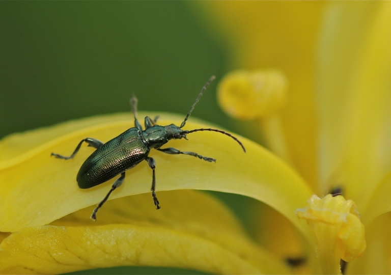 Rhoen-Seidiger Rohrkäfer _9144_1