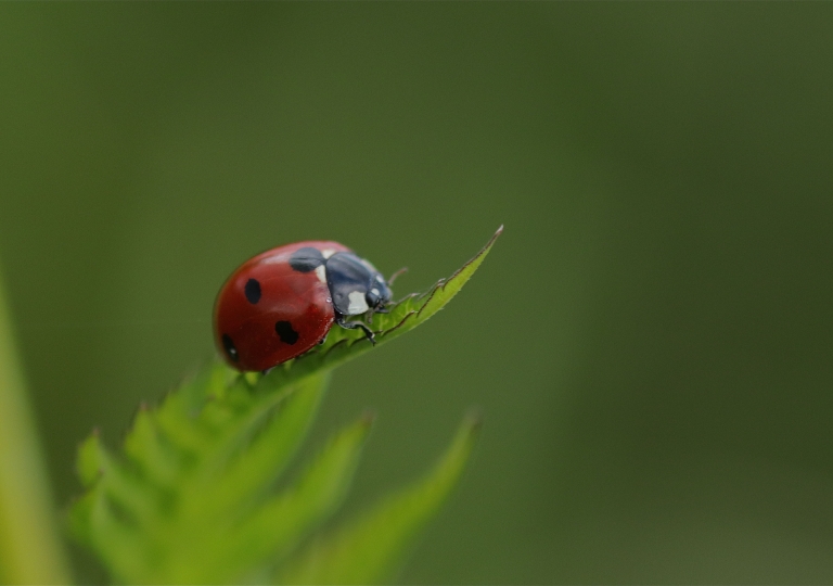 Rhoen-Siebenpunkt (Coccinella septempunctata)_3917_1