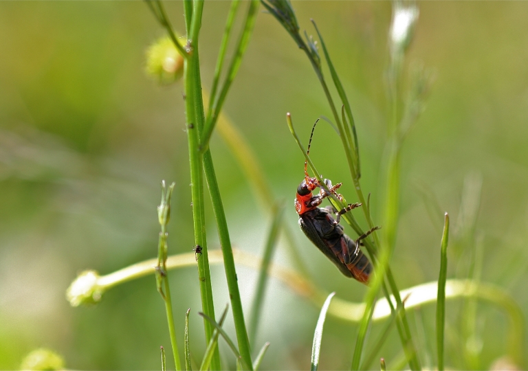 Rhoen-Soldatenkäfer-Cantharis rustica_5708.jpg_1