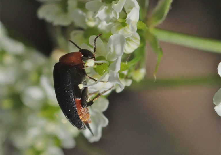 Rhoen-Stachelkäfer Mordellochroa abdominalis_1704_1