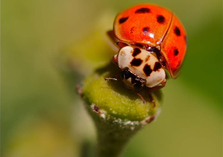 Rhoen-Zehnpunkt-Marienkäfer Adalia decempunctata_6890.jpg_1