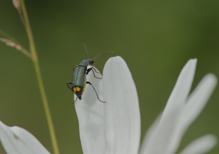 Rhoen-Zipfelkäfer Clanoptilus elegans_2908_1