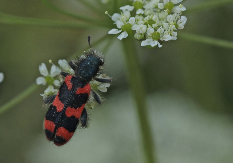 Rhoen-Zottiger Bienenkäfer_6573_1