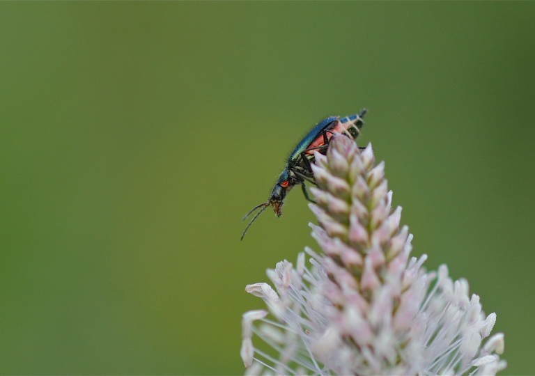 Rhoen-Zweifleckiger Zipfelkäfer Malachius bipustulatus_5388_1