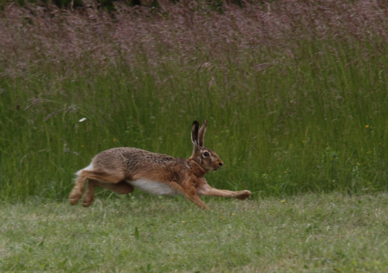 Feldhase