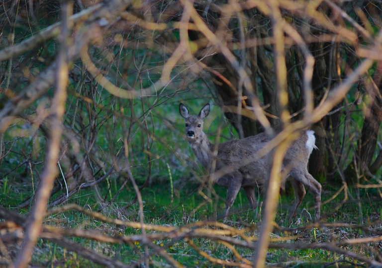 rhoen-reh_9744_20181218_1702212377