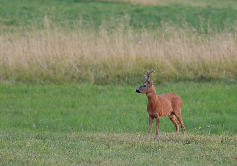 rhoen-rehbock_0151_20181218_1524392578