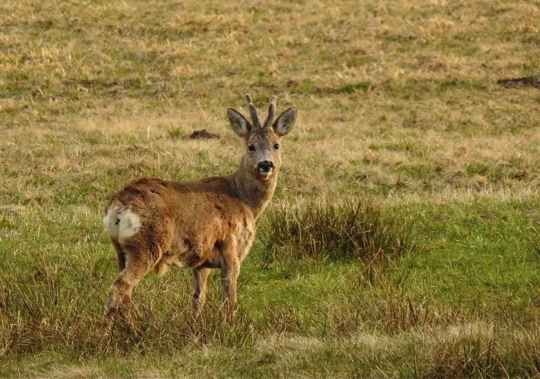 rhoen-rehbock_1379_20181218_2063034493