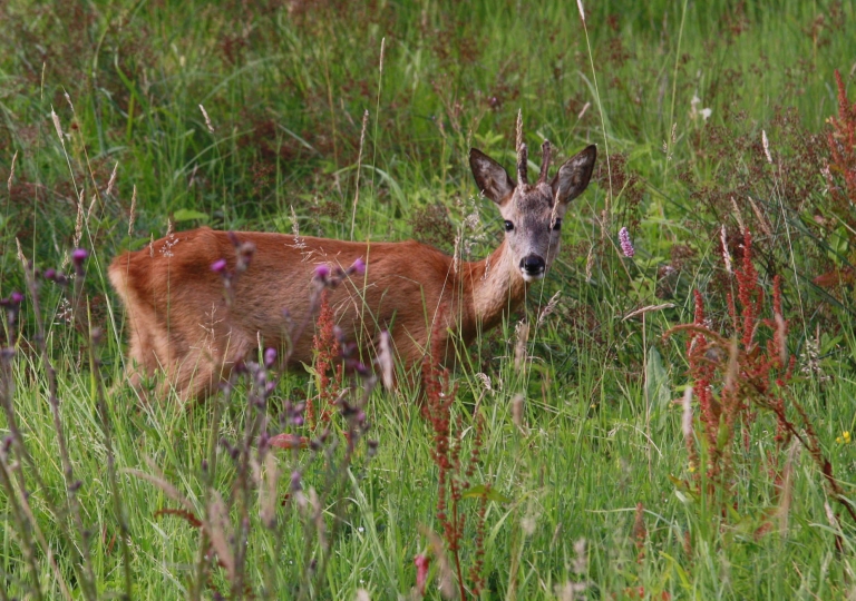 rhoen-rehbock_2411_20181218_1688983015
