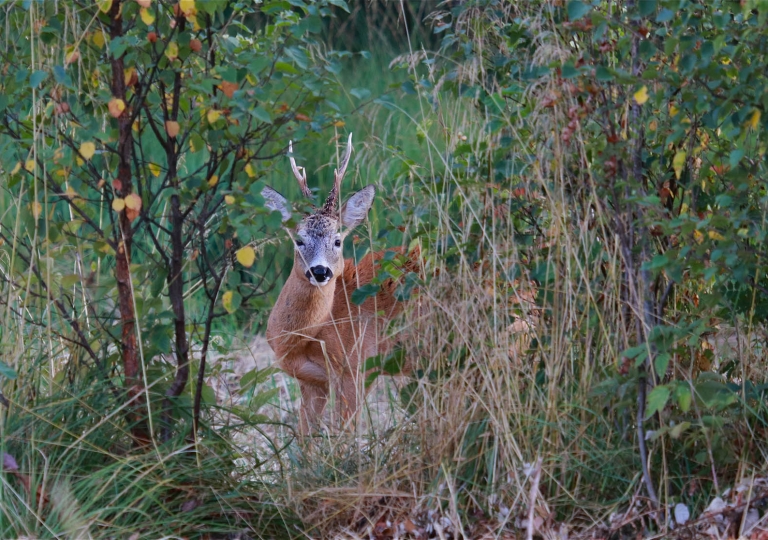 rhoen-rehbock_2452_20181218_1499928778