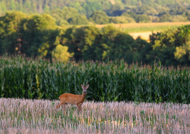 rhoen-rehbock_2875_20181218_1947090187