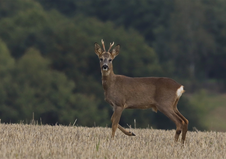 Rhoen-Rehbock 3027_1