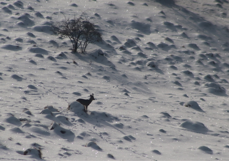 rhoen-rehbock_3545_20181218_1437672254