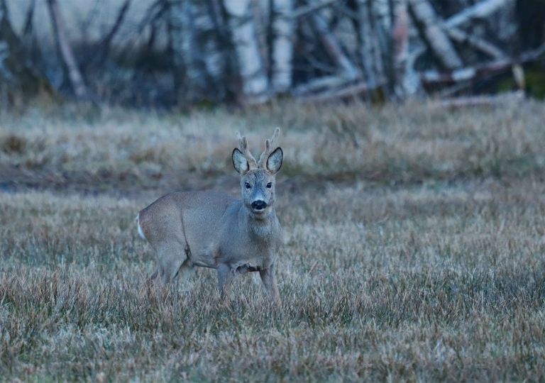 Rhoen-Rehbock_3911_1