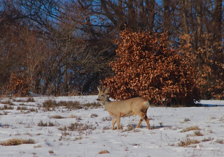 rhoen-rehbock_3991_20181218_1495091309
