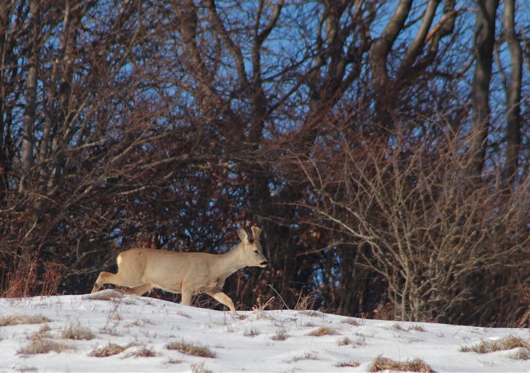 rhoen-rehbock_4031_20181218_1030531672