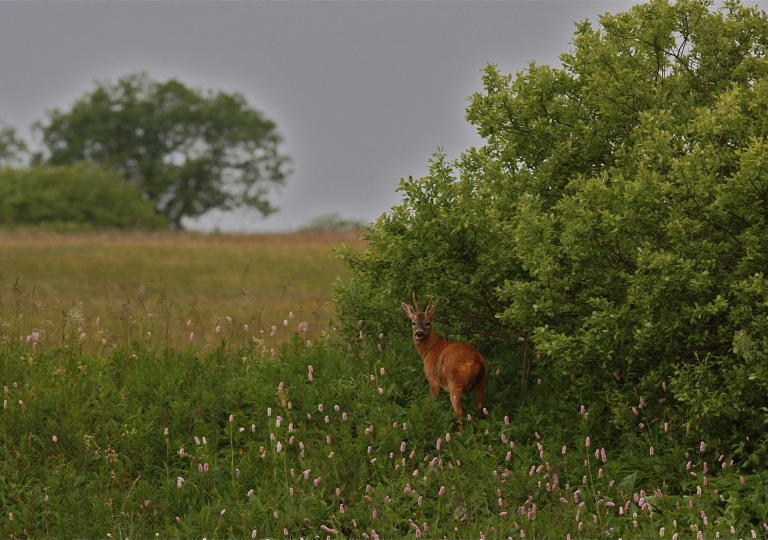 rhoen-rehbock_8611_20181218_1974249907