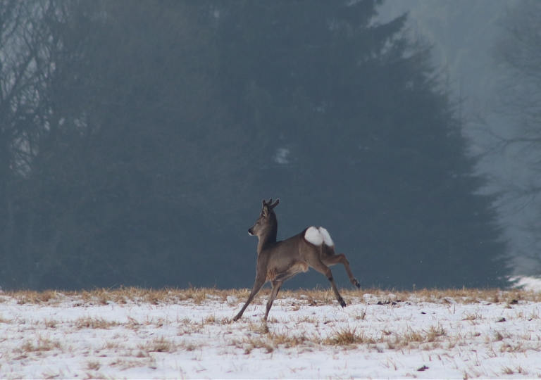 rhoen-rehbock_9108_20181218_2098636228