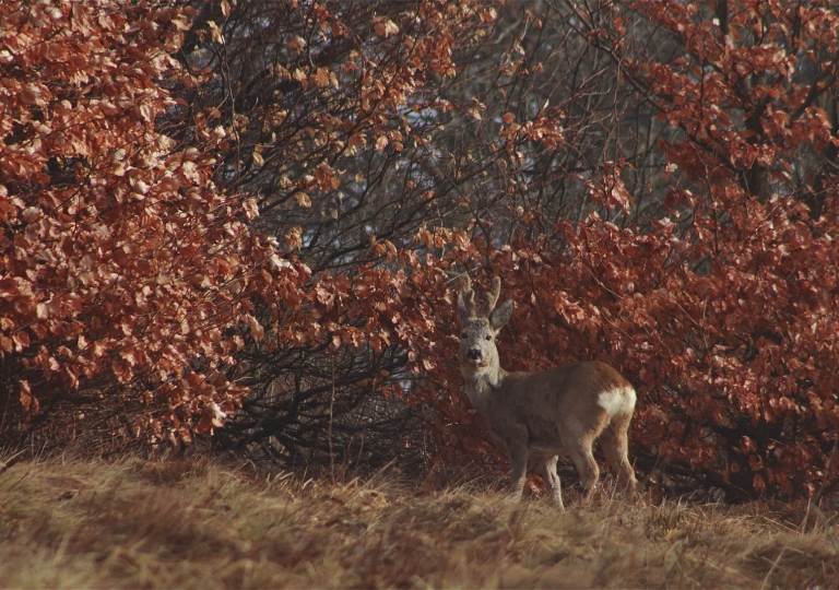 rhoen-rehbock_9124_20181218_1659913354