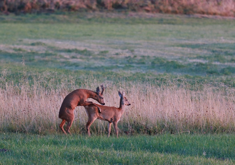 rhoen-rehe_0075_20181218_1023726604